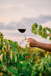 Vinho em meio folhagens